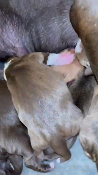 Beautiful Bully Puppies in Blackpool