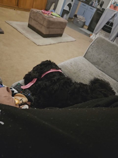 cocker spaniel in Chelmsford