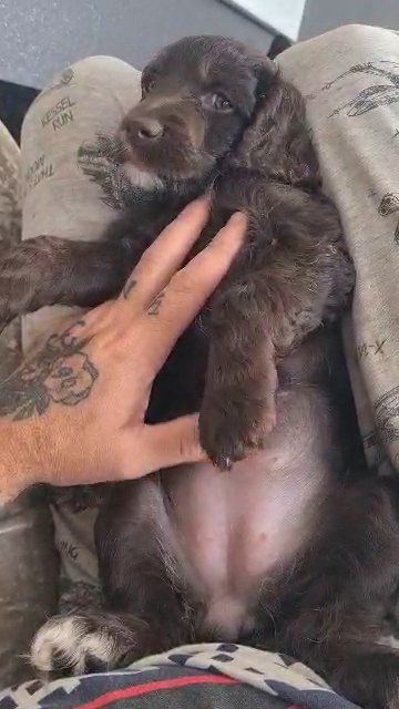 chocolate cockapoo ready now in Wirral