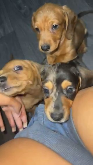 5 Amazinf Puppies Left in London