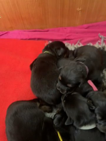 German Rottweiler Puppies For Sale in Dudley