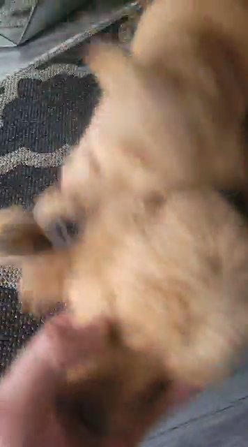 2 GORGEOUS KC REG AND HEALTH TESTED GOLDEN RETRIEVERS in Newcastle