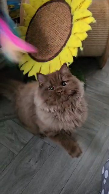British longhair Chocolate Female in Denbighshire