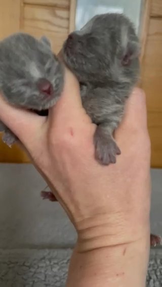 British shorthair Adults GCCF/TICA in Blackpool