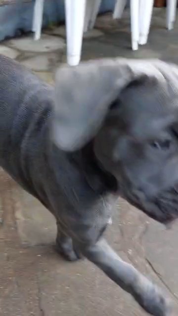Cane Corso female puppy *price reduced on weekend* in London