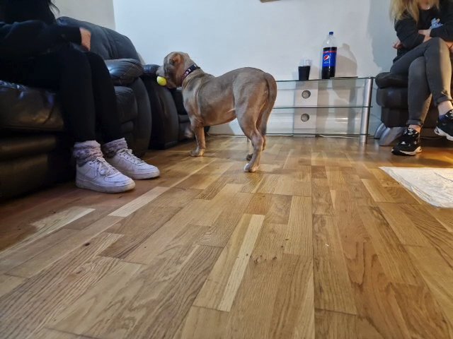 american bully in Preston