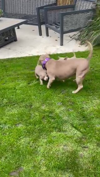 Pocket Bully Pups ABKC Ready Now. Cowboy Bloodline in Nottingham