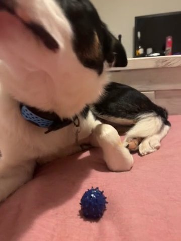 1 Year Old Male Border Collie in Glasgow