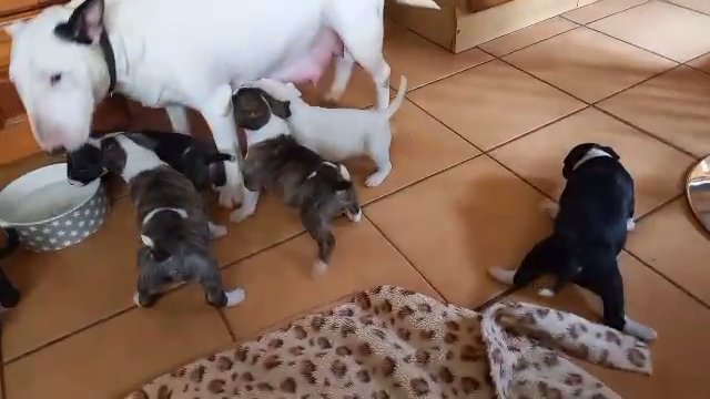 bullterrier pups in Shropshire