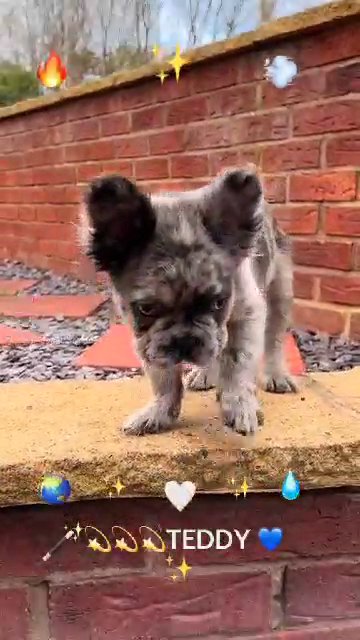 Blue merle fluffy boy in Wolverhampton