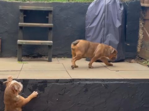 Female Bulldog in London