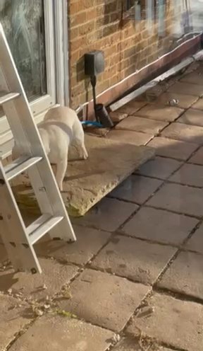 Adult Female Platinum french bulldog For New Home in Boston