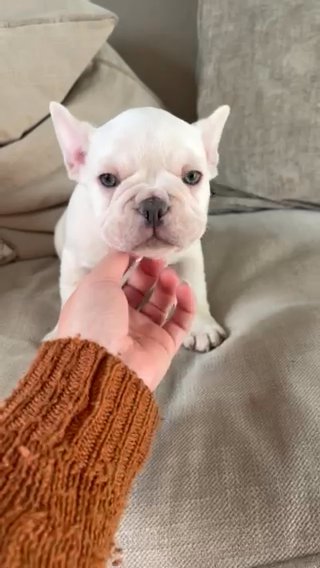 Platinum Fluffy Carrier French Bulldog Boy in Norfolk