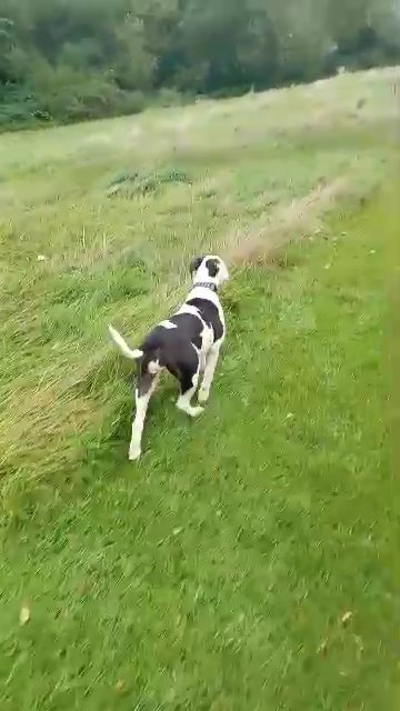 ?Beautiful❤️8 month old Dalmatian x American bulldog in Kettering