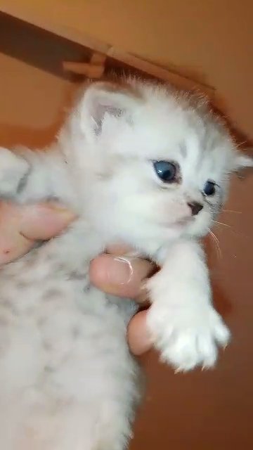 silver exotic British Shorthair in Cardiff