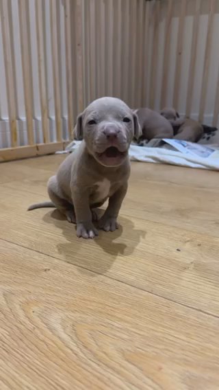 BOY CANE CORSO X RED NOSE PITBULL PUPPY in London