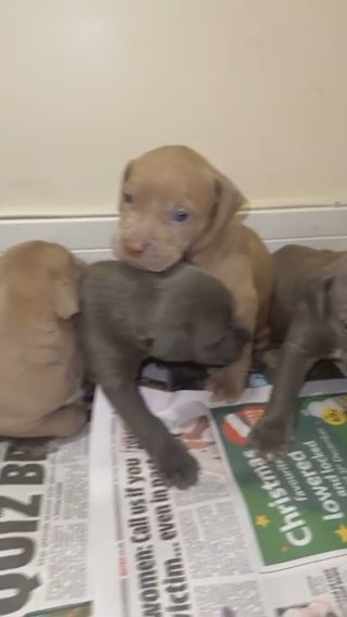 GIRL CANE CORSO X RED NOSE PITBULL in London