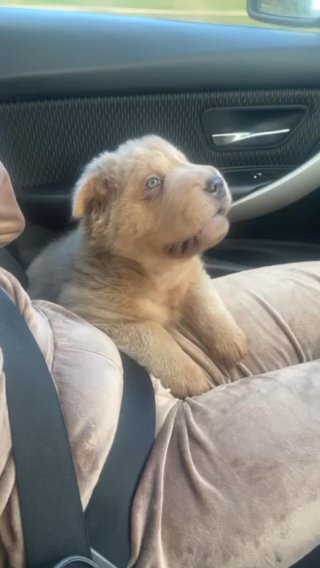 ? BEAR COAT SHAR PEI ? in Harlow