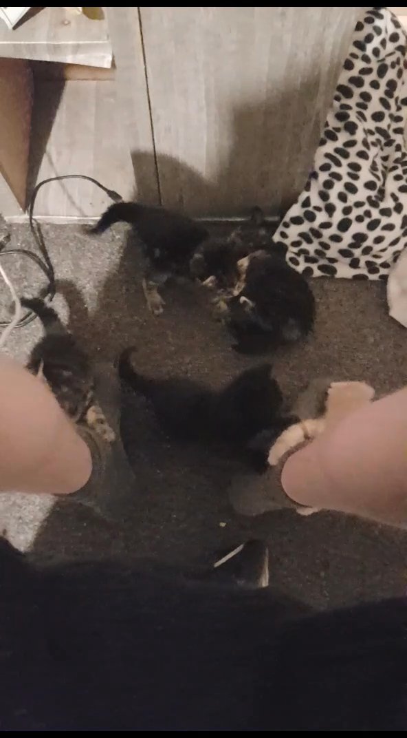 mansfeild nottinghamshire 2 kittens left please read description in Mansfield