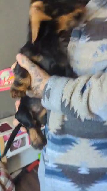 wired haired dachshund in Wakefield