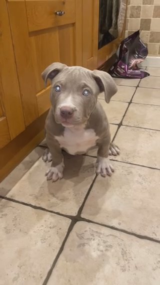 American Bully in Nottingham
