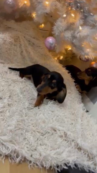 Amazing Smooth Miniature dachshund puppy in Bilston in Wolverhampton