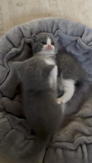 British Shorthair Kittens 2 Girls , 1 Boy in North West Leicestershire