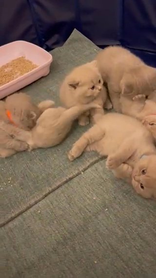 Bsh Kittens in Birmingham