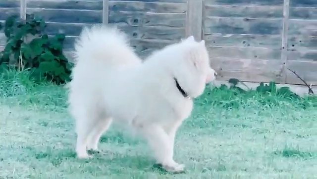 Female Samoyed! in Cambridge