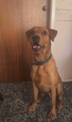 Red Fox Labrador Looking For Home in Tameside