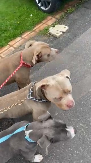 American Bullys in Wolverhampton