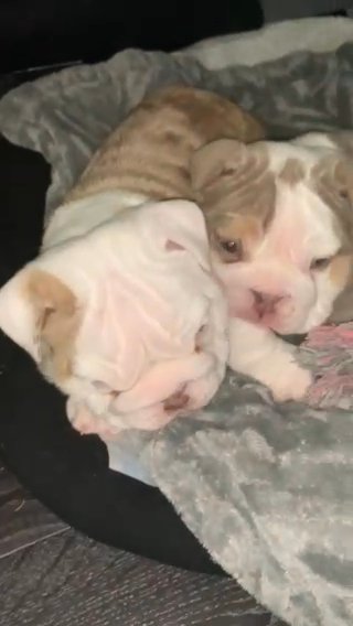 English Bulldogs 2 Girls in Bury