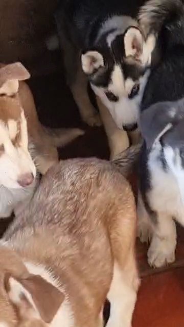 siberian husky puppies in Bradford