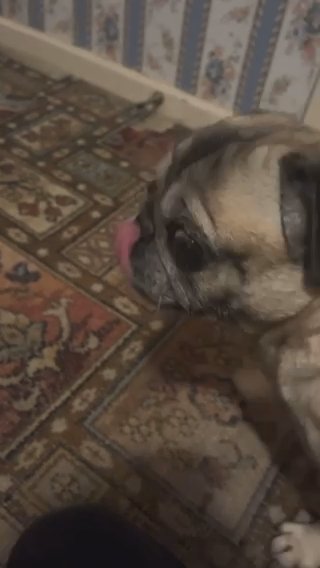 Pug Looking For Urgent Home in Tameside