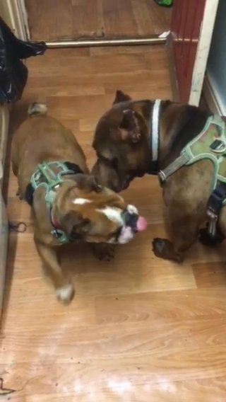 English Bulldog Girl in Birmingham