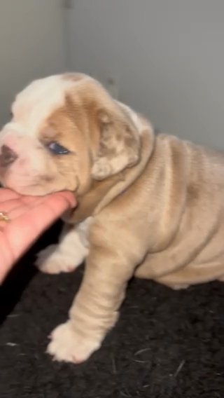 english bulldog puppy female in Gloucester