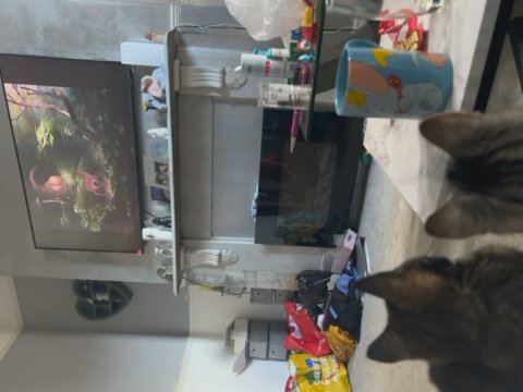 Two 7 Month Old Kittens in Southampton