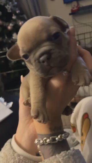 Frenchie Puppies in Nottingham