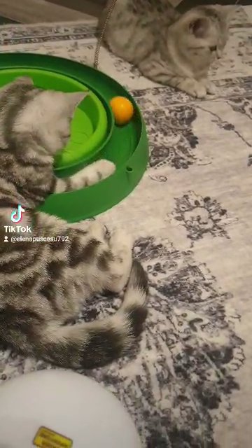 British shorthair silver and tabby kittens in Birmingham