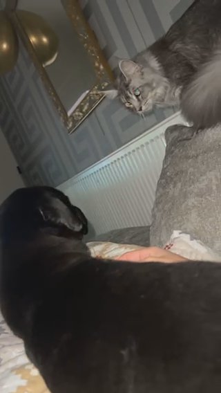 Female Labrador Puppy in Birmingham