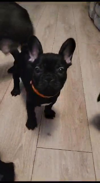 blue French bulldog female in Liverpool