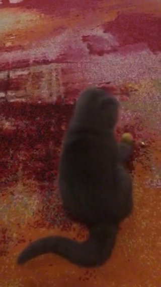 Beautiful Bsh@Scottish Fold Male Kitten in Leicester