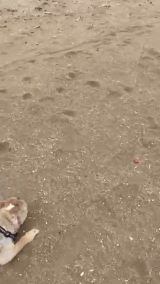 Lilac Tri Merle English Bulldog Female in Liverpool