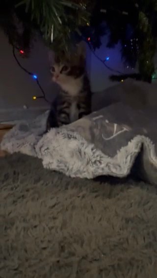 3 Adorable Kittens Ready To Leave in Birmingham