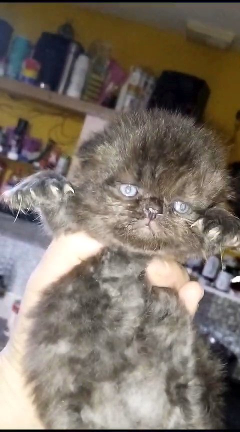 LAST ONE !highland Scottish Fold in Cardiff