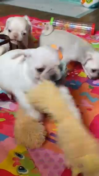 READY NOW Stunning Female Pug Puppy in Telford and Wrekin