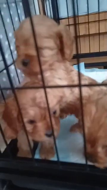 cavapoo puppies three left in Kent
