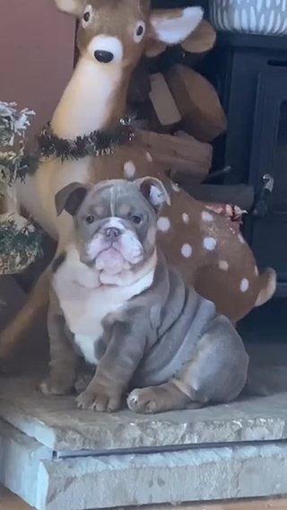 Stunning Quality lilac female English Bulldog in Telford and Wrekin