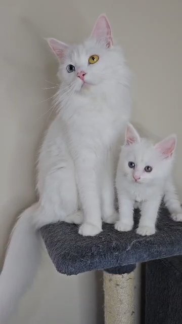 Maine Coon Angora in Glasgow