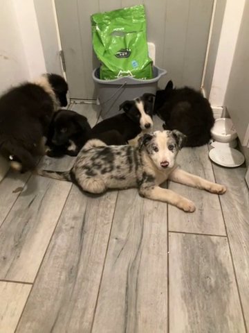 Border Collie X German Shepherd in Stratford-on-Avon